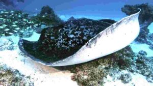 Majestic Marine Glide: The Spotted Eagle Ray in its Natural Habitat