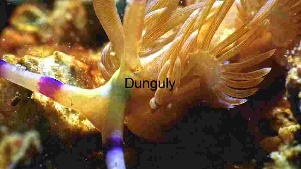 Vibrant Sea Slug in its Natural Habitat