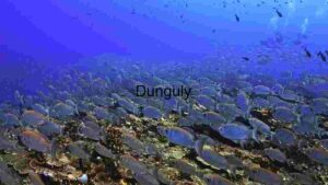 Underwater Serenity: A School of Fish in Their Natural Habitat