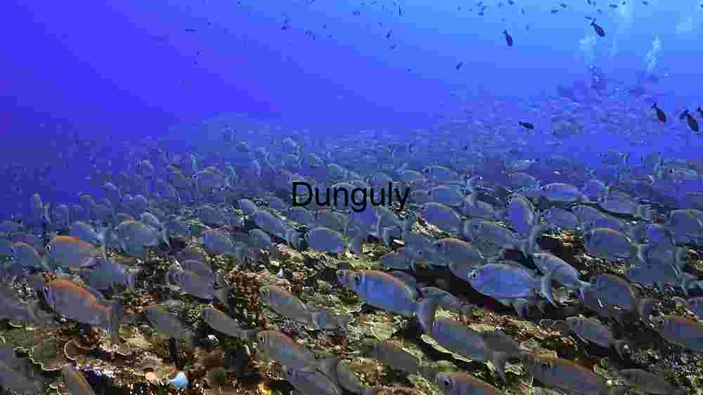Underwater Serenity: A School of Fish in Their Natural Habitat