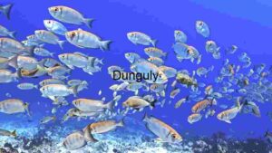 Underwater Serenity: A School of Fish in Their Natural Habitat