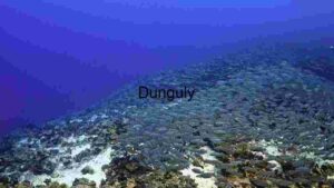 Underwater Serenity: A School of Fish in Their Natural Habitat