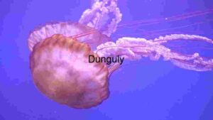 Ethereal Underwater Dance: The Pacific Sea Nettle Jellyfish