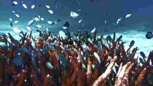 Ethereal Underwater Dance: The Pacific Sea Nettle