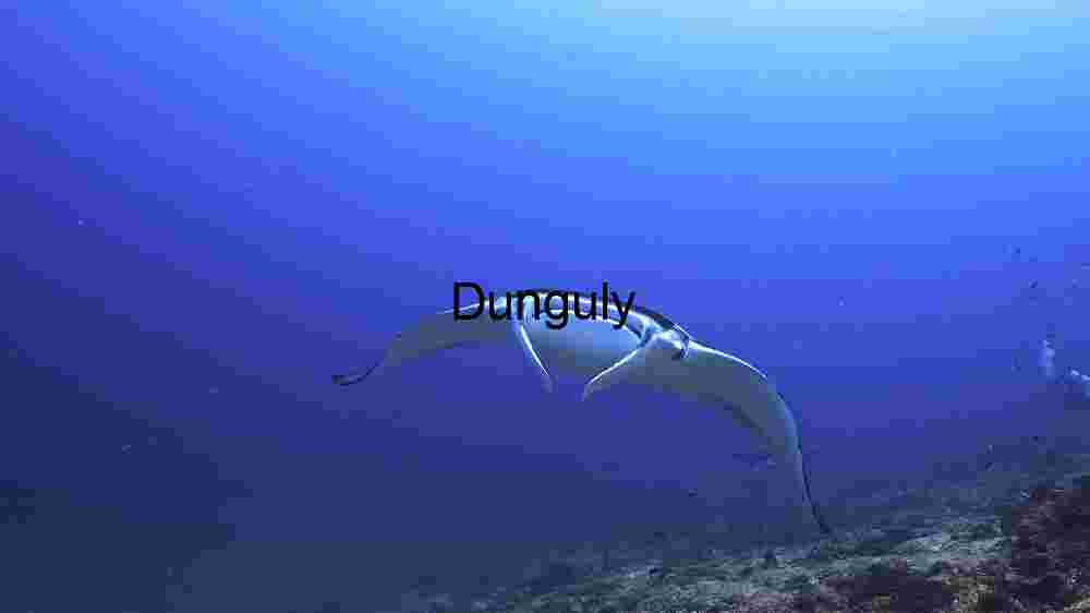 Graceful Glide: The Majestic Manta Ray in its Natural Habitat