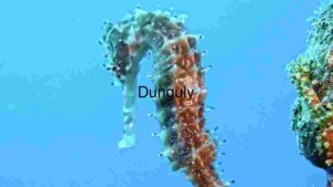 Majestic Seahorse in its Natural Habitat