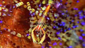 Vibrant Marine Life: The Colorful Squat Lobster