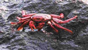 Vibrant Red Crab on Jagged Rocks