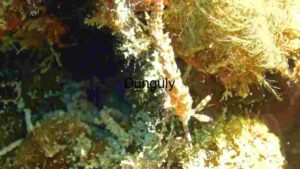 Hidden Wonders of the Deep: A Close-Up of Marine Biodiversity