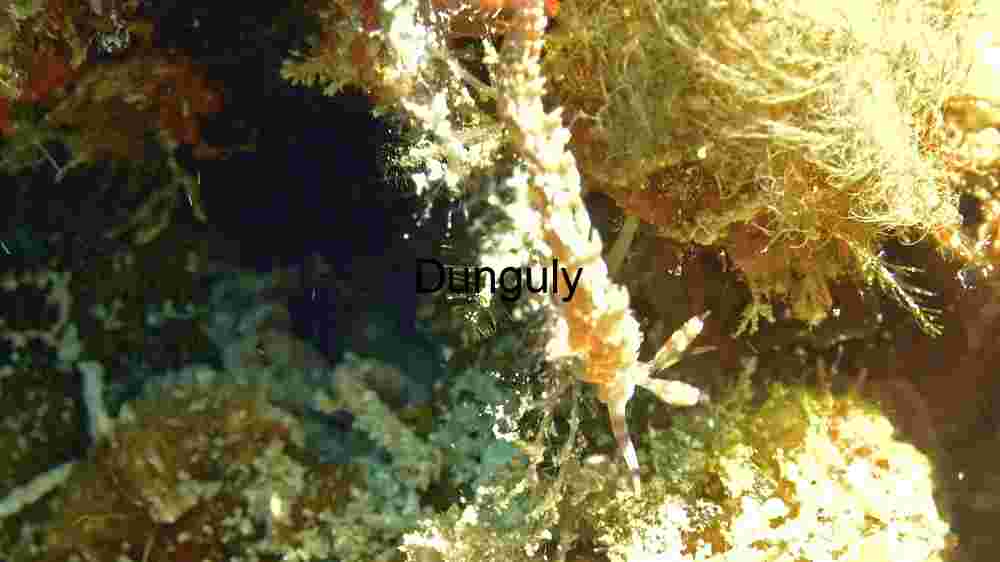 Hidden Wonders of the Deep: A Close-Up of Marine Biodiversity