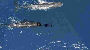 Majestic Whales Gliding Through the Deep Blue Ocean