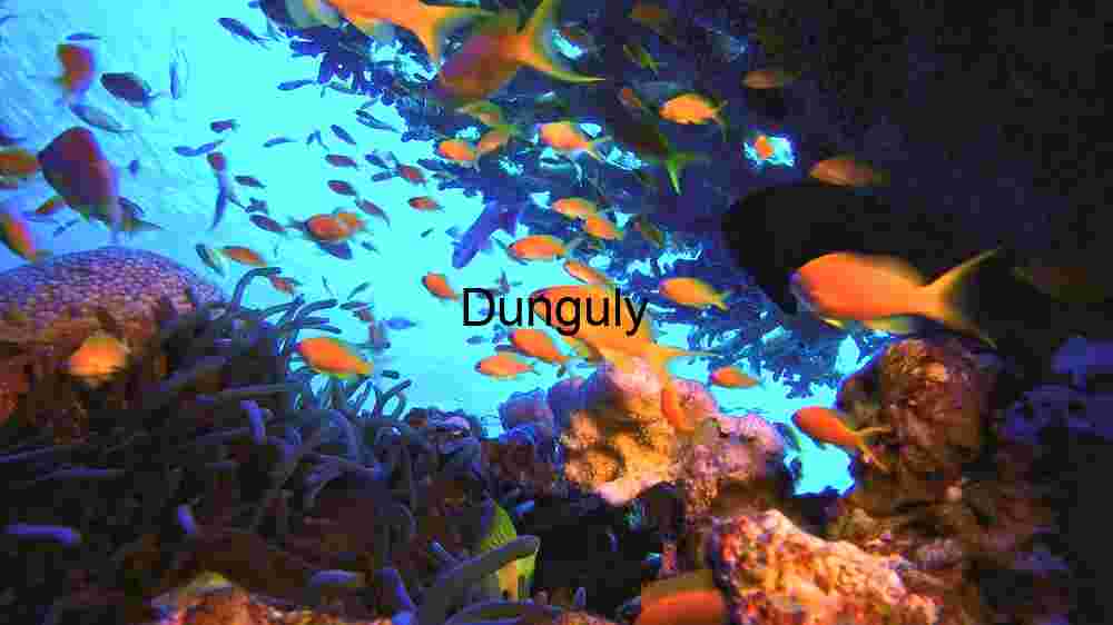 Underwater Serenity: A Vivid Coral Reef Ecosystem