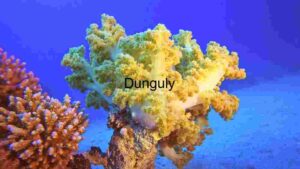 Vibrant Underwater Ecosystem: A Study of Coral Diversity