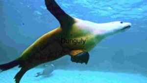 Graceful Underwater Ballet: The Sea Lion's Dance