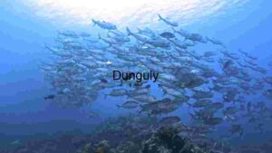 Underwater Ballet: A School of Jackfish in Harmony