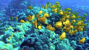 Vibrant Underwater Ecosystem: A School of Yellow Tangs Amongst Coral Reefs