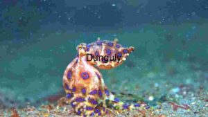 Vibrant Blue-Ringed Octopus in Natural Habitat