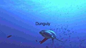 Underwater Serenity - Shark