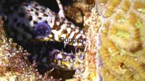 Hidden Predator of the Reef