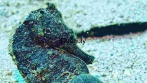 Camouflaged Wonders of the Deep