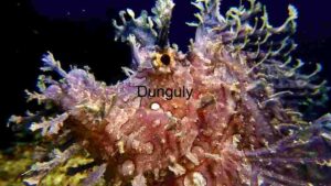 Enigmatic Depths: A Rhinopias Frondosa in its Natural Habitat