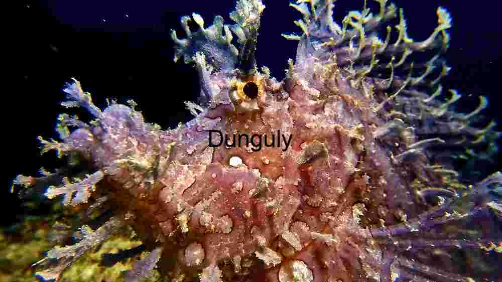 Enigmatic Depths: A Rhinopias Frondosa in its Natural Habitat