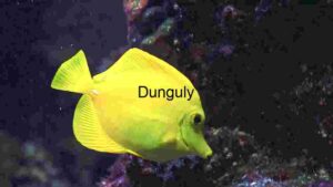 Vibrant Yellow Tang in Marine Habitat