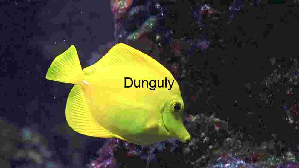 Vibrant Yellow Tang in Marine Habitat