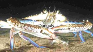 Majestic Marine Life: The Blue Crab