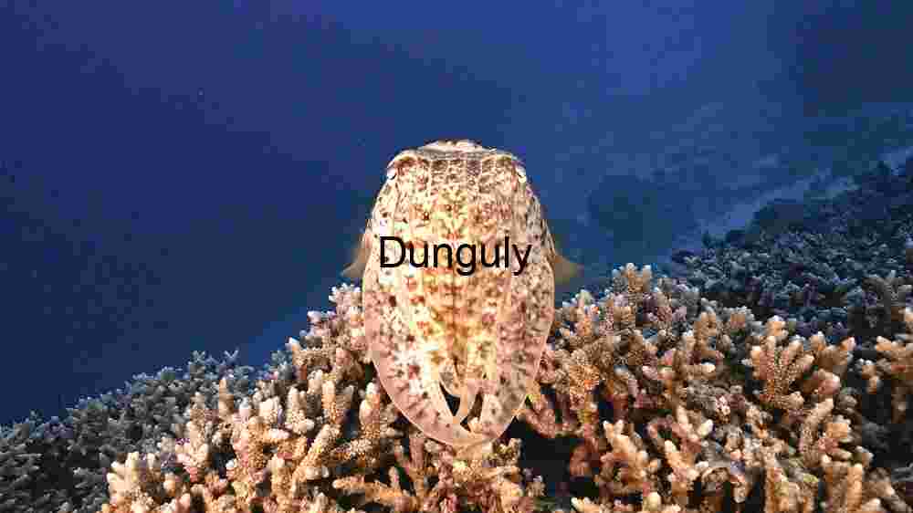 Majestic Cuttlefish Over Coral Reef