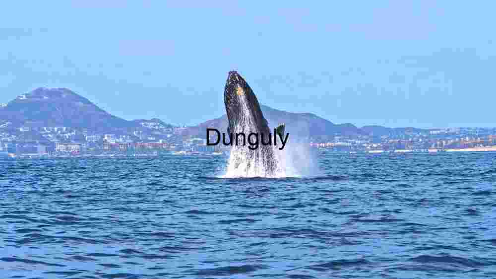 Majestic Whale Breach Against Cityscape