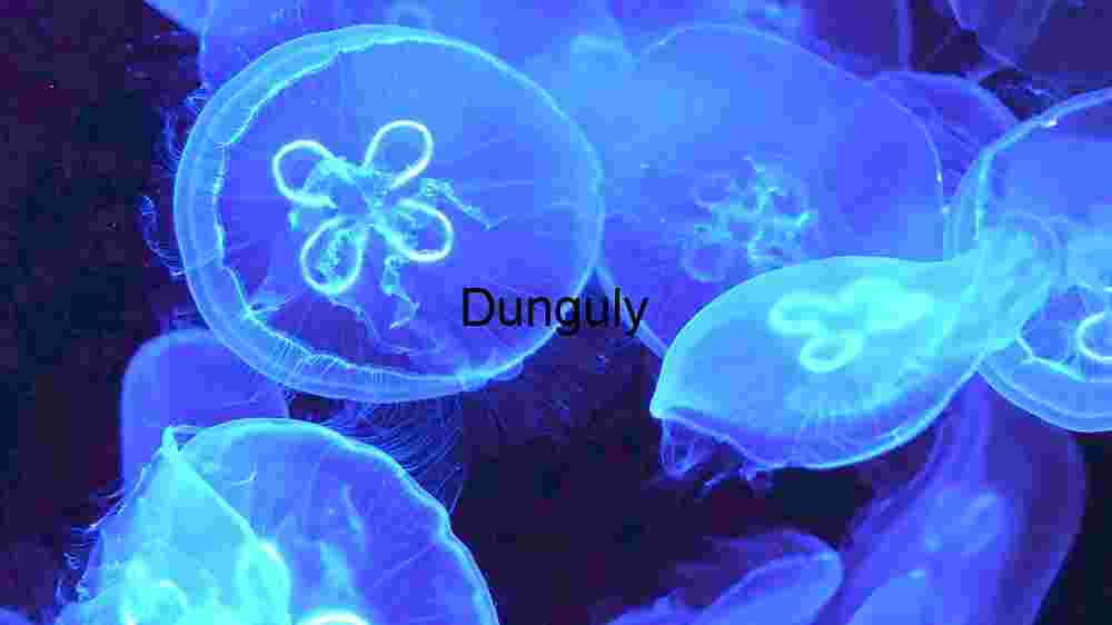 Luminous Depths: A Dance of Jellyfish