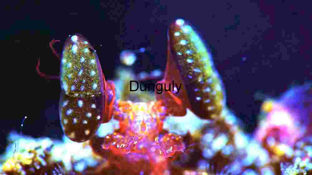 Mantis Shrimp in Focus: A Glimpse into the Marine Marvel