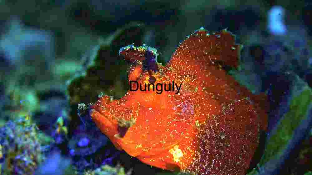 Vibrant Underwater Marvel: The Red Frogfish in its Natural Habitat