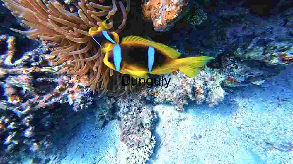 Vibrant Marine Life: The Clownfish and its Anemone Home