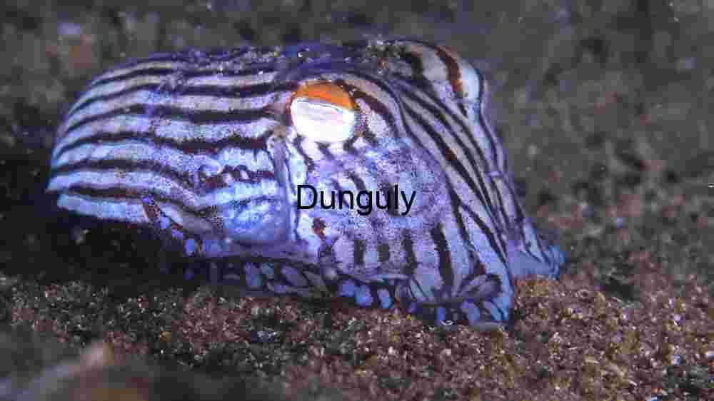 Majestic Striped Pyjama Squid in its Natural Habitat