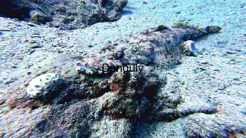 Camouflaged Crocodilefish Lying in Wait