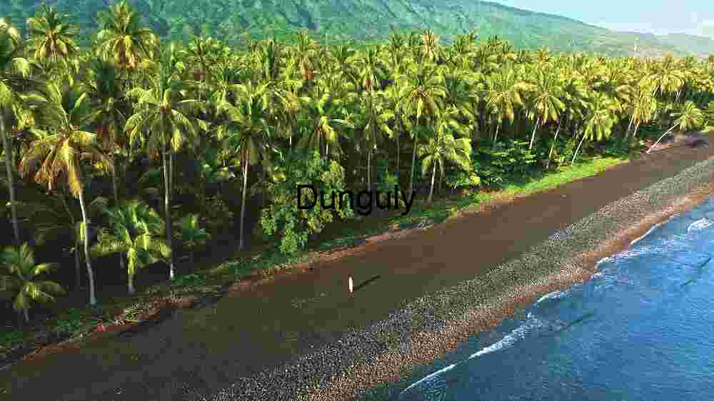 Tropical Serenity: A Pristine Beachside Coconut Grove