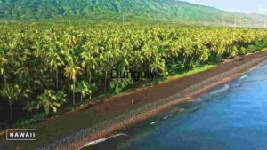 A Pristine Beachside Coconut Grove