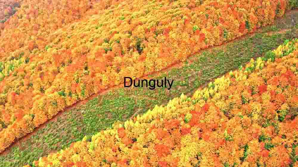 Autumn Splendor: A Tapestry of Fall Foliage