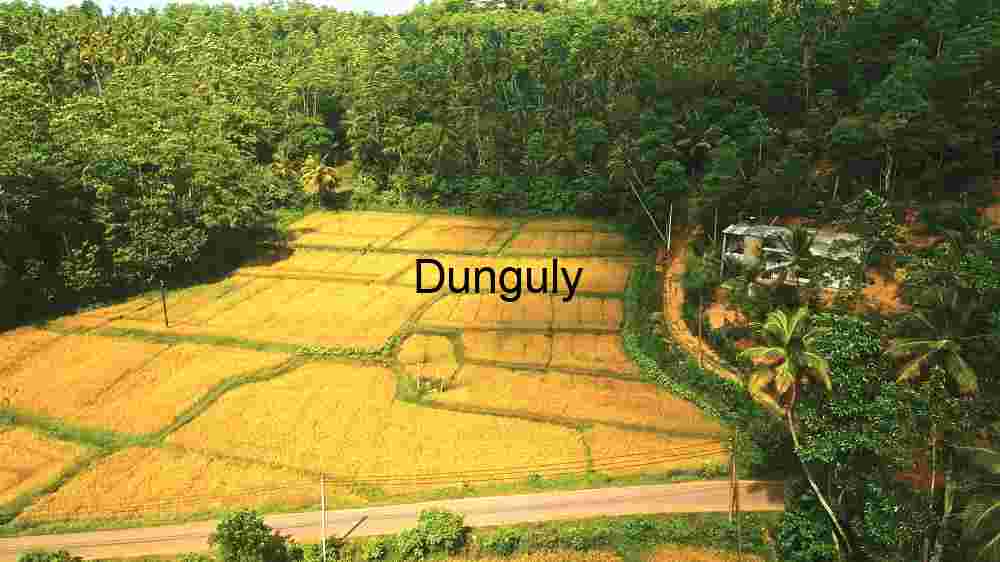 Harvest Season: A Glimpse of Tropical Agriculture