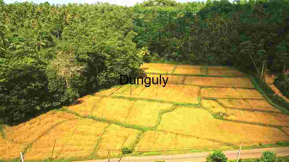 A Glimpse of Tropical Agriculture