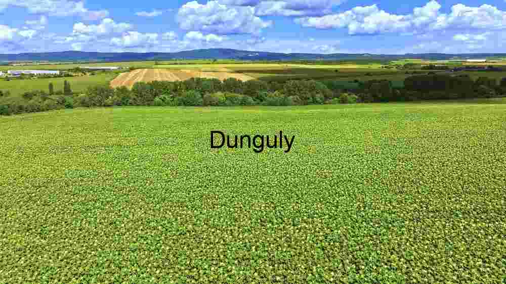 Verdant Farmland: A Panorama of Agricultural Abundance