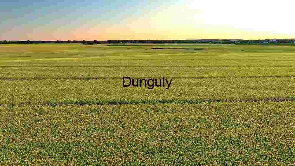 Golden Hour Over Canola Fields