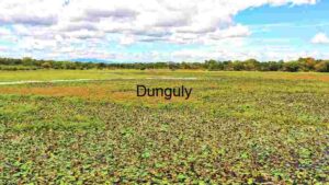 Verdant Wetland Ecosystem: A Tapestry of Aquatic Plants