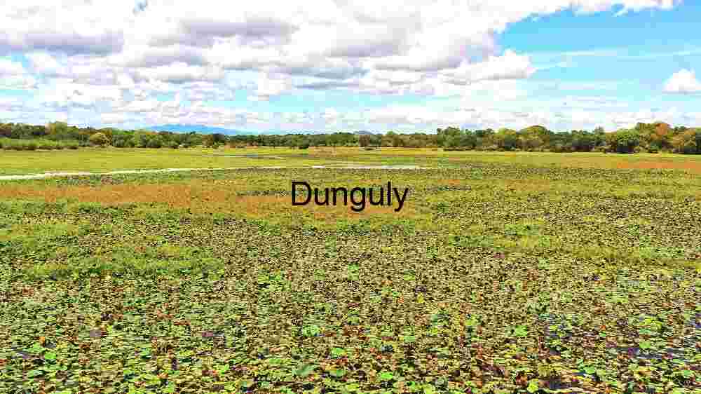Verdant Wetland Ecosystem: A Tapestry of Aquatic Plants