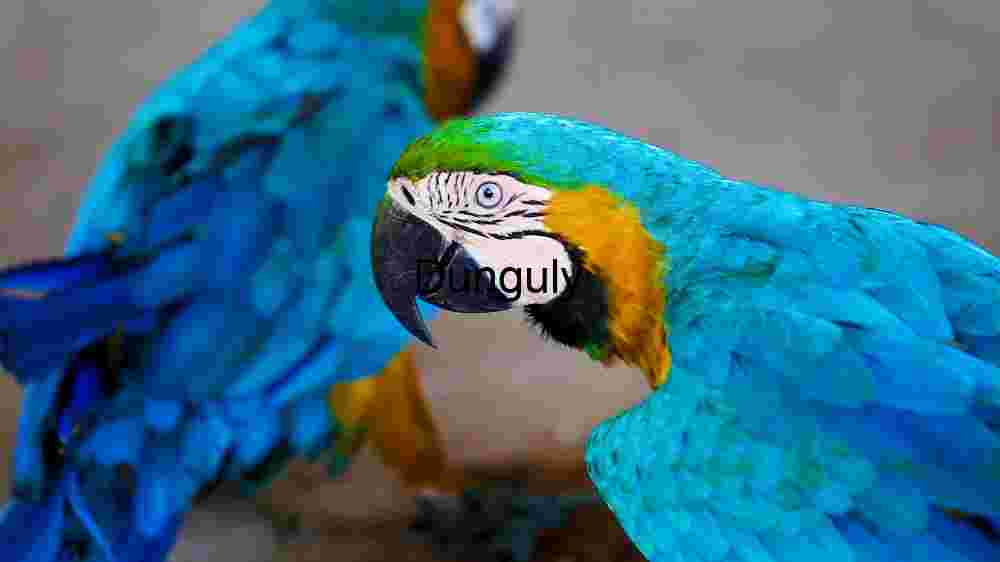 Colorful Blue and Gold Macaw Bird