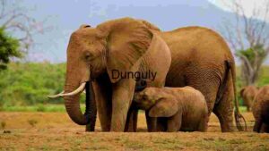 Mama Elephant With Her Kid