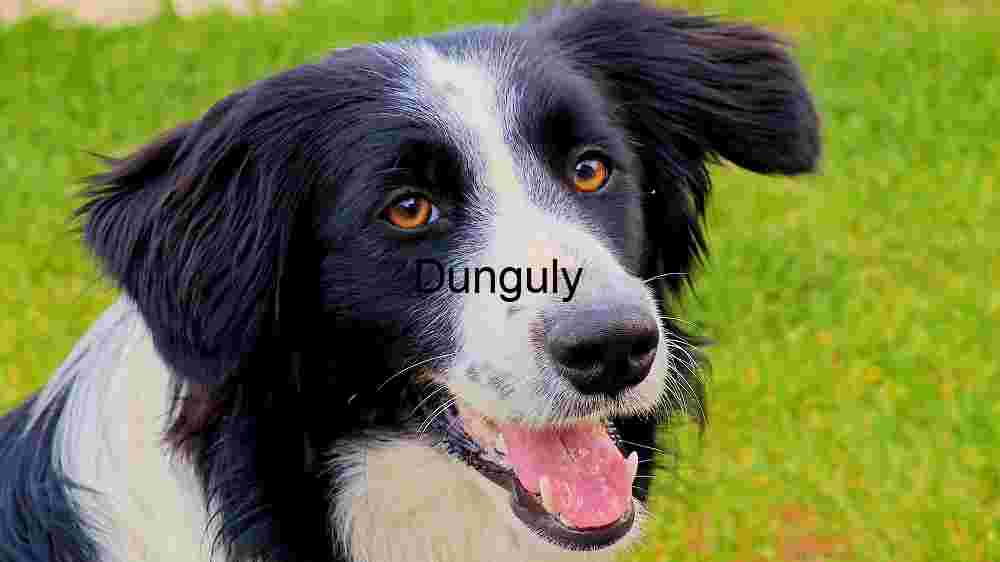 Border Collie Close Up