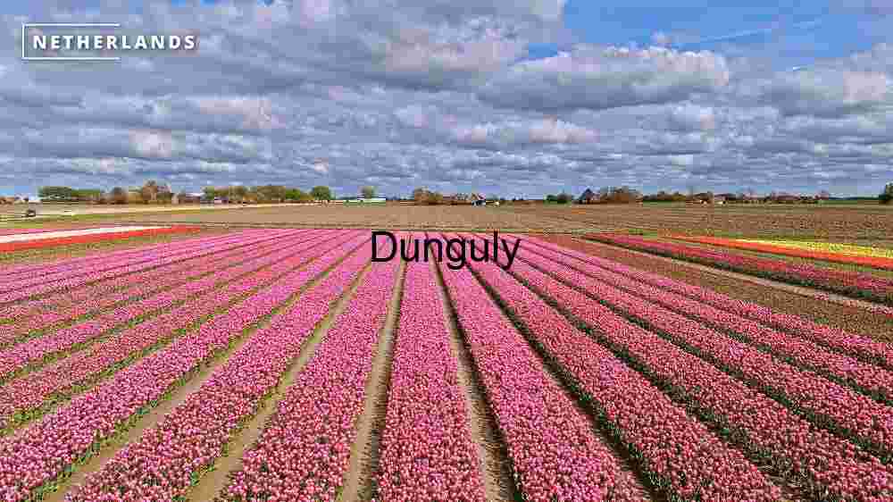 Lavender Fields under a Dynamic Sky